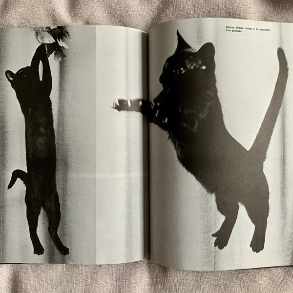 Book - Young cats