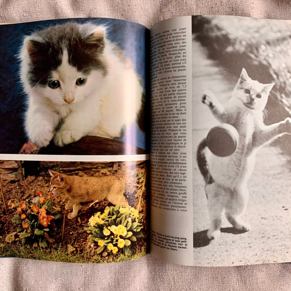 Book - Young cats