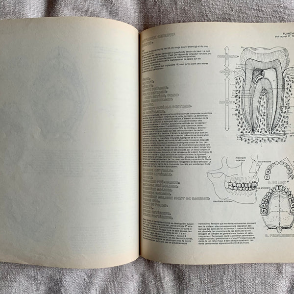 Book - Anatomy for coloring